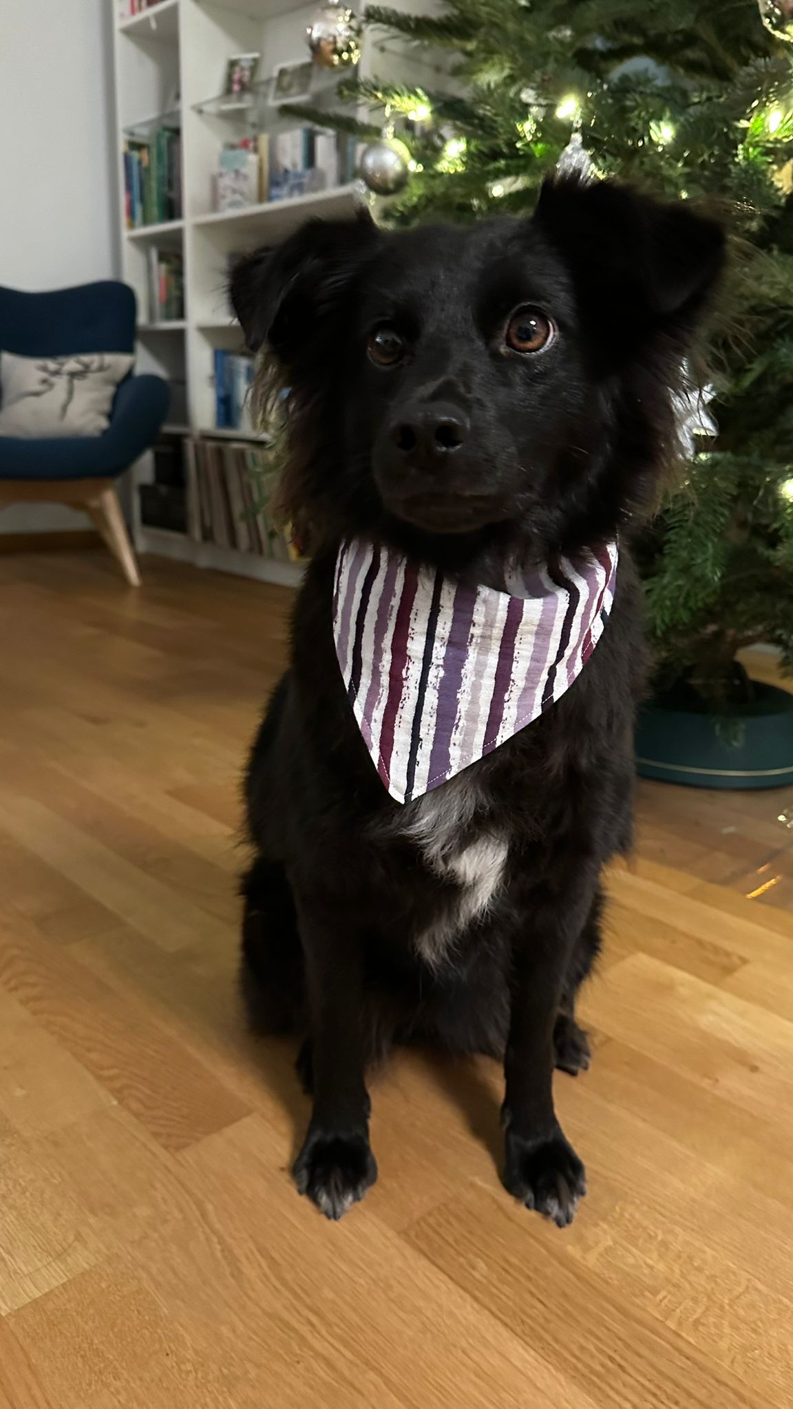 Hundetragefoto des Babyhalstuchs weiß lila gestreift aus Musselin