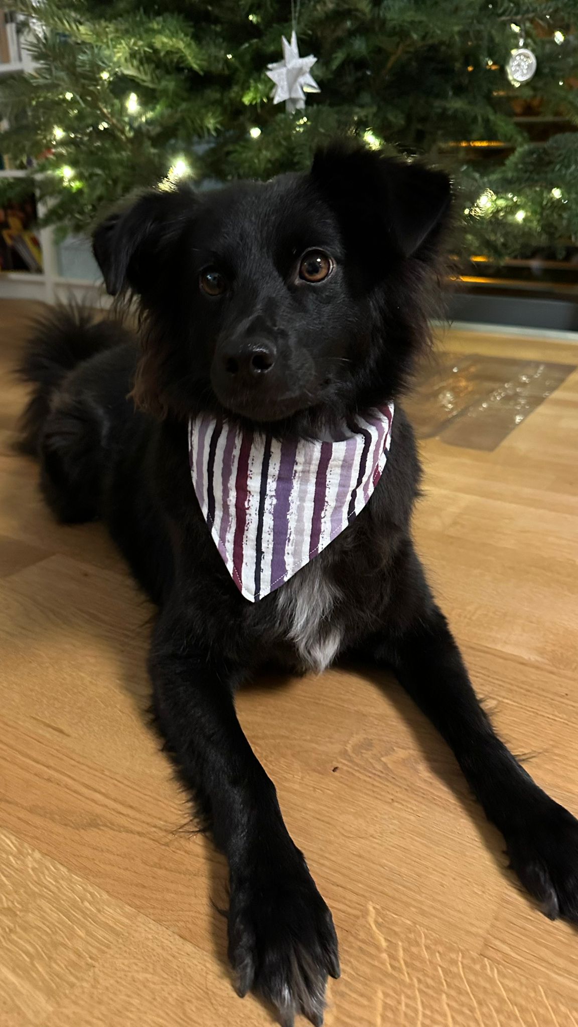 Hundetragefoto des Babyhalstuchs weiß lila gestreift aus Musselin